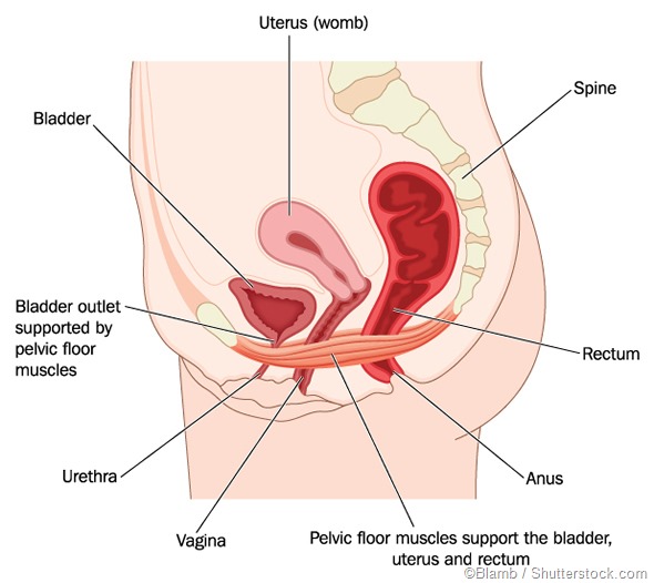 Pelvic Floor